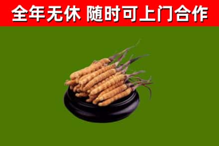 苍溪回收散虫草